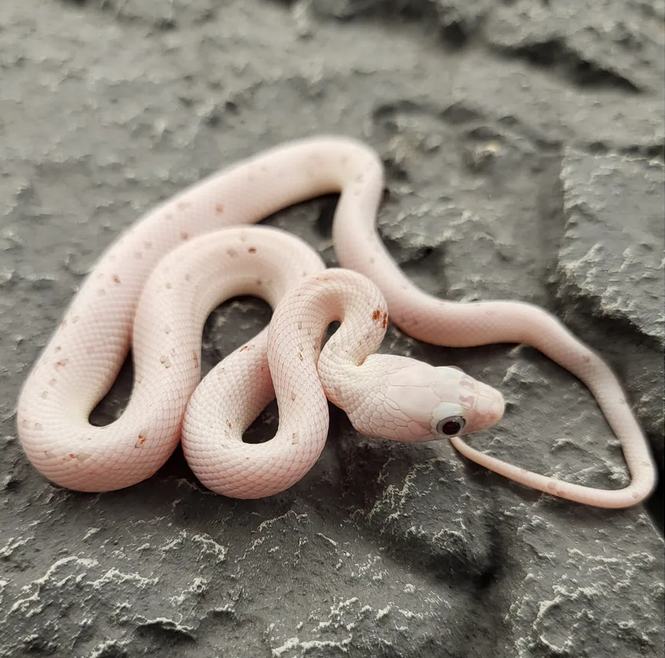 Viljakäärme poikanen värimuoto palmetto patherophis guttatus elaphe guttata hinta kasvattaja hoito