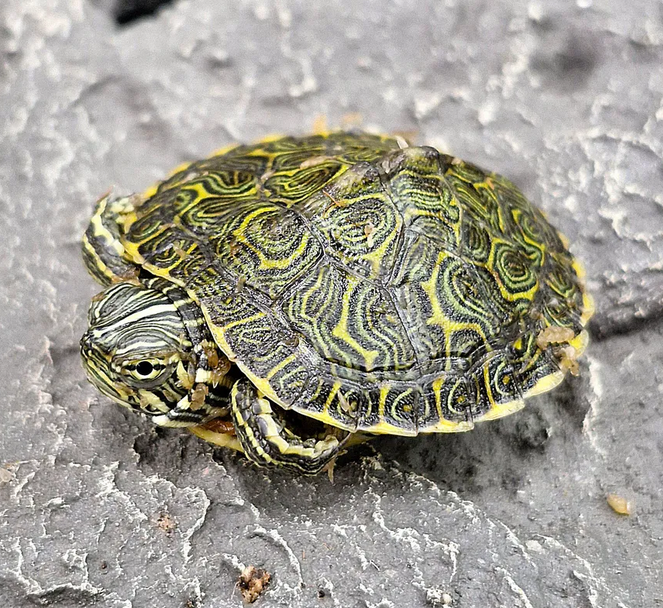 Pseudemys concinna kilpikonna