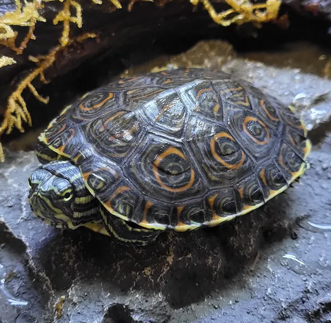 Trachemys Venusta vesikilpikonna The Meso-American slider
