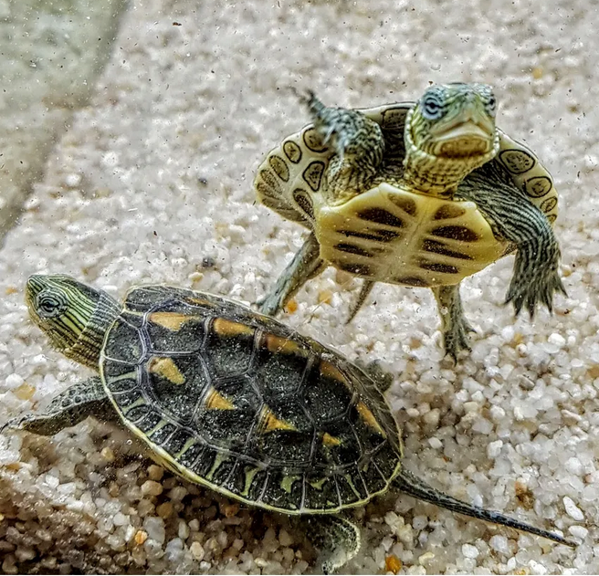 Mauremys sinensis on harvinainen aasialainen kilpikonnalaji. Kansainvälinen luonnonsuojeluliitto IUCN on luokitellut lajin äärimmäisen uhanalaiseksi. Sen kilpi voi kasvaa 24 cm pitkäksi