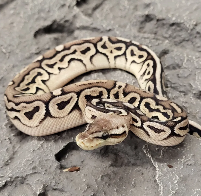 Kuningaspyton pewter asphalt python regius