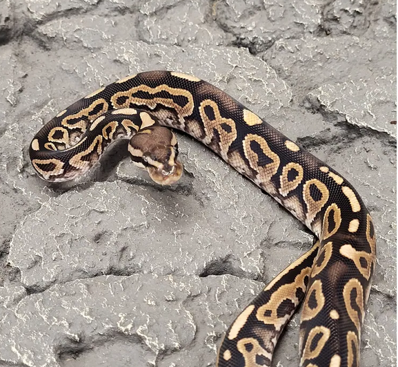 kuningaspyton cinnamon asphalt poikanen myydään 