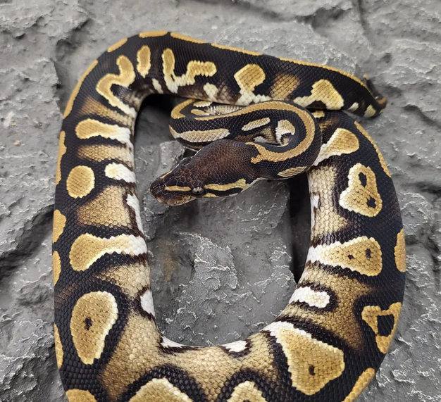 Python regius
Kuningaspyton
Värimuoto: Black Head
Kuoriutunut: 2025
Hinta: 280