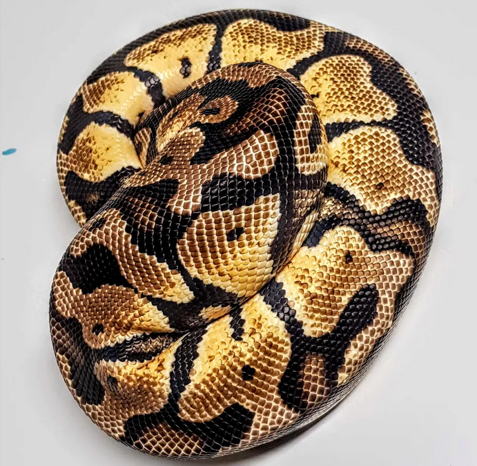kuningaspyton python regius poikasia 