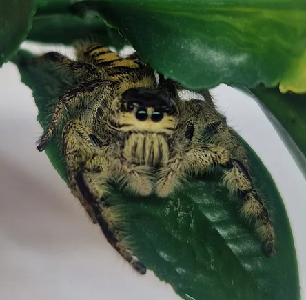 Hyllus diardis hyppyhämähäkki jumping spider