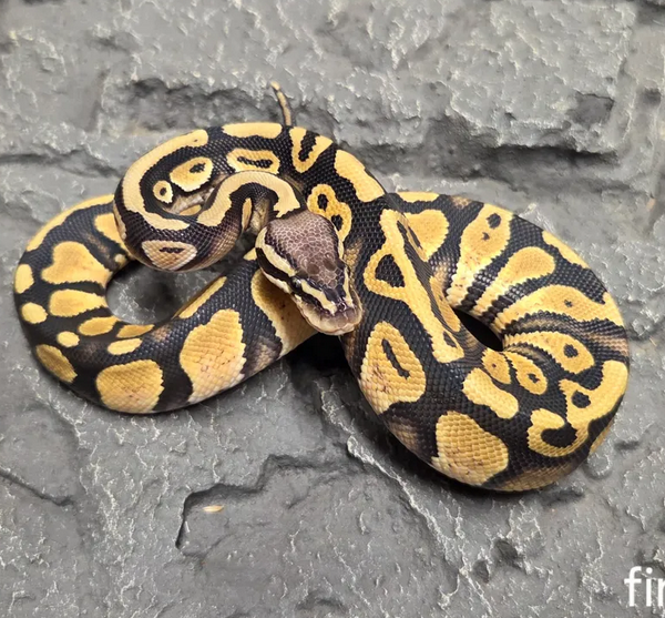 kuningaspyton pyton poikanen myydään black head hoito ohje