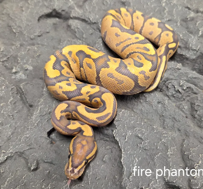 kuningaspyton clownpori poikanen myydään suomesta kasvattaja pyton regius hoito terraario