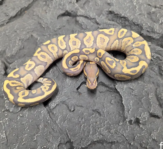 kuningaspyton python regius poikasia 