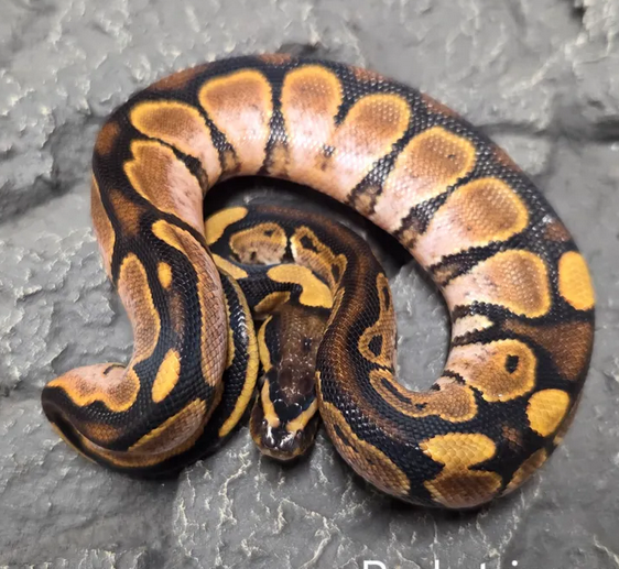 kuningaspyton cinnamon asphalt poikanen myydään 