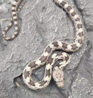 Pantherophis obsoletus rottakäärme