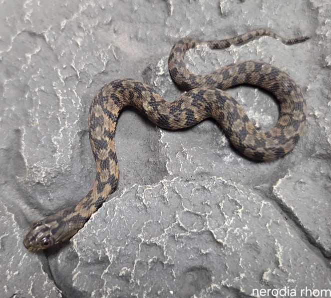 Nerodia rhombifer Diamondback Watersnake
