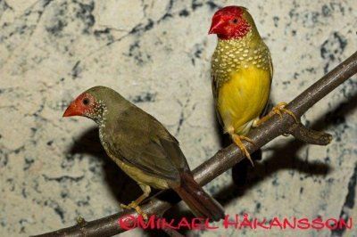 Neochmia ruficauda tähtituliperä