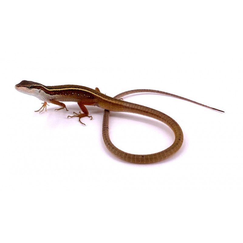 Takydromus sexlineatus pitkähäntälisko hoito ohje poikasia myydään matelijat liskot pori 