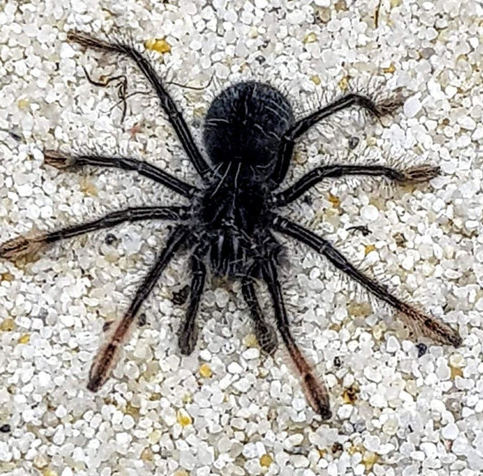 Theraphosa Apophysis