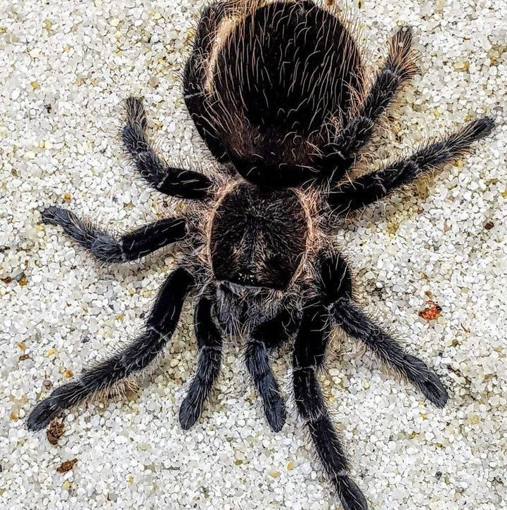 Brachypelma albopilosum Kiharakarvainen tarantula