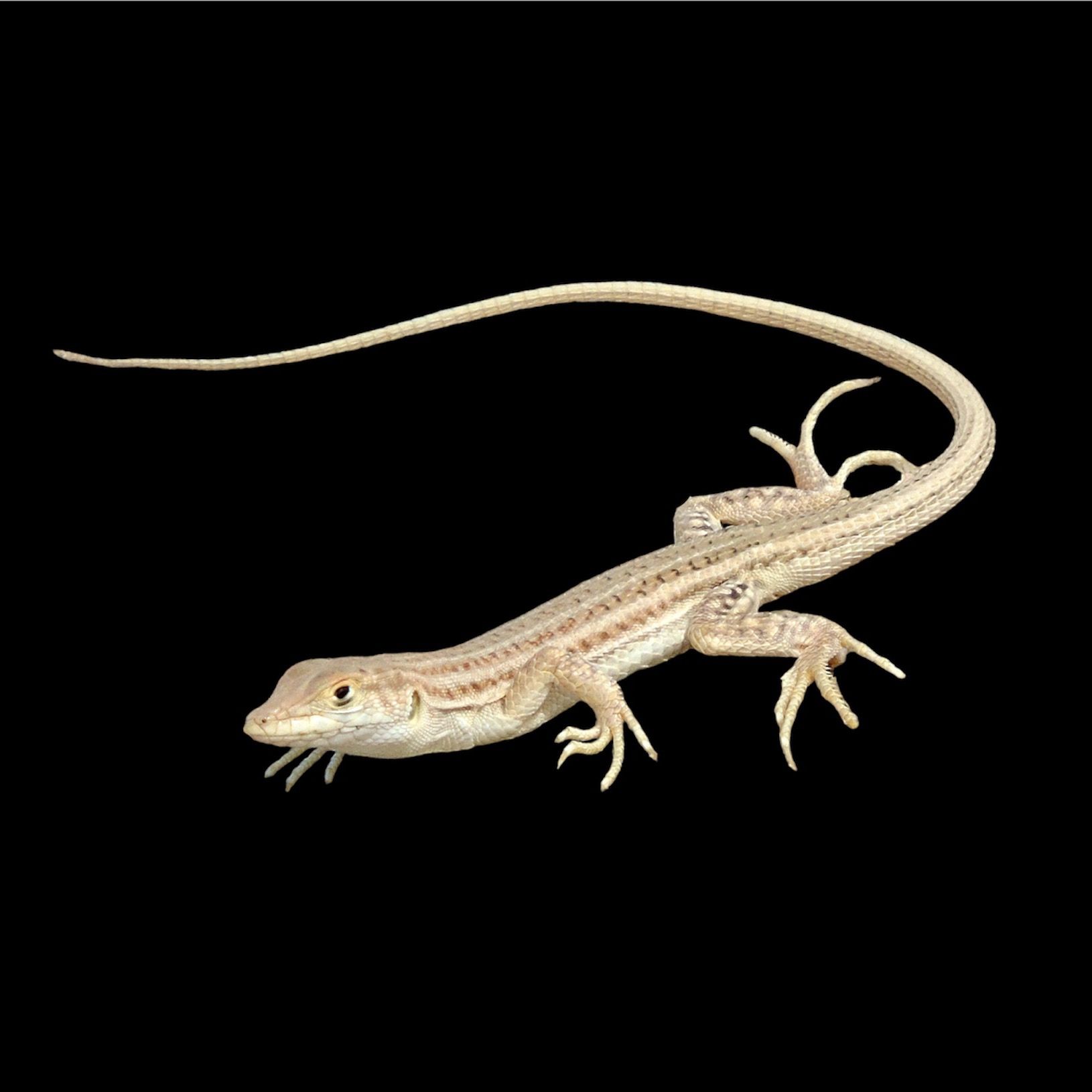 Acanthodactylus boskianus