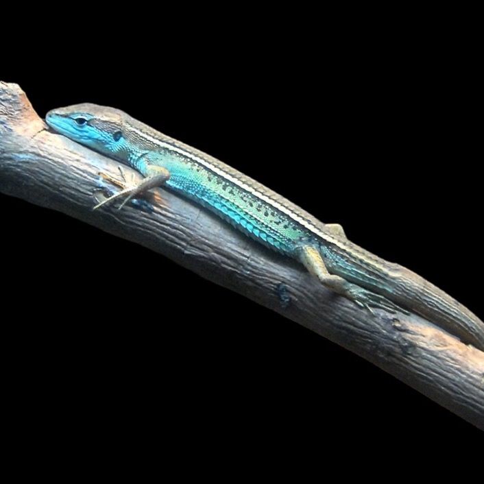 Takydromus Septentrionalis