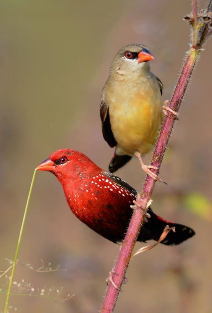 Amandava amandava punatiikeripeippo