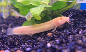 aasianmutakala albino