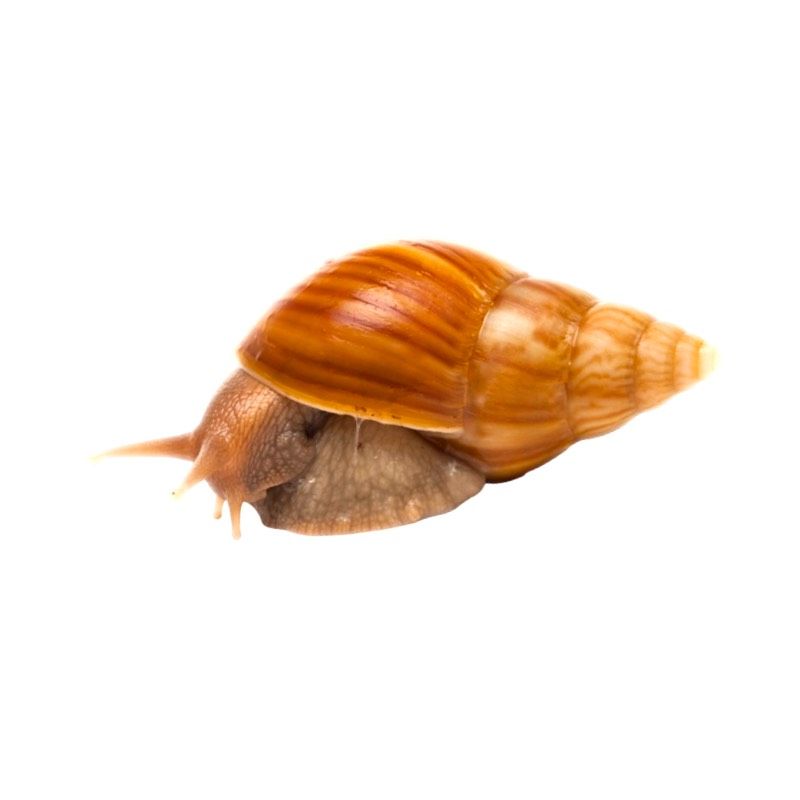 Akaattikotilo Lissachatina fulica caramel hinta