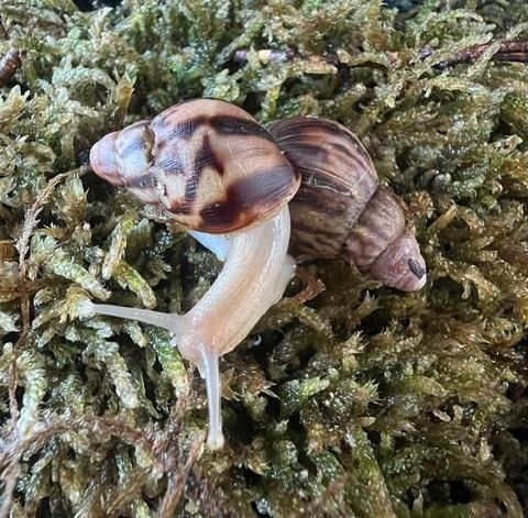 akaattikotilo zanzibar 