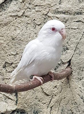 Ecuadorinaranen forpus coelestis albino myydään