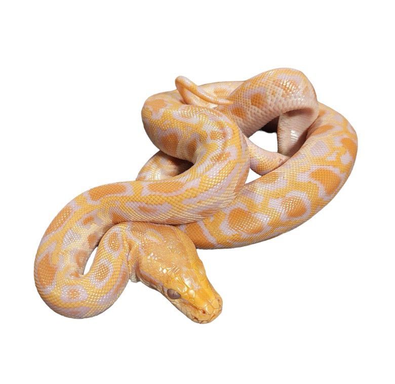 burmanpyton Python bivittatus albino hinta 