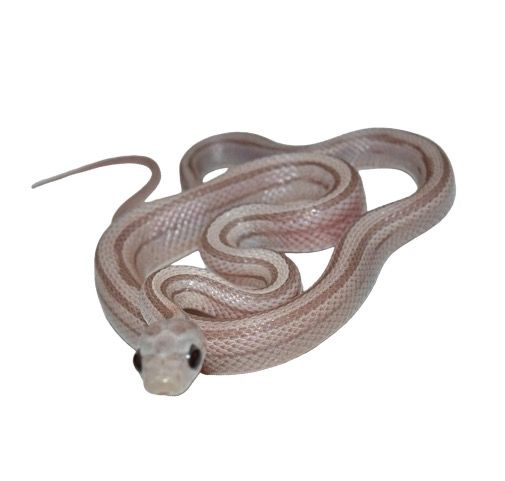 viljakäärme anery stripe matelijat myydään petshop finland snakes käärmeet