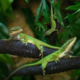 Karolinananolislisko Anolis carolinensis pori myydään myynnissä eläinkauppa