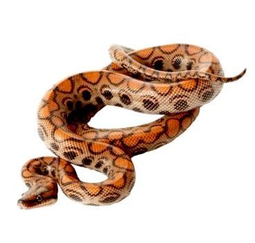 brasilian sateenkaariboa Epicrates cenchria cenchria hoito ohje myydään poikasia