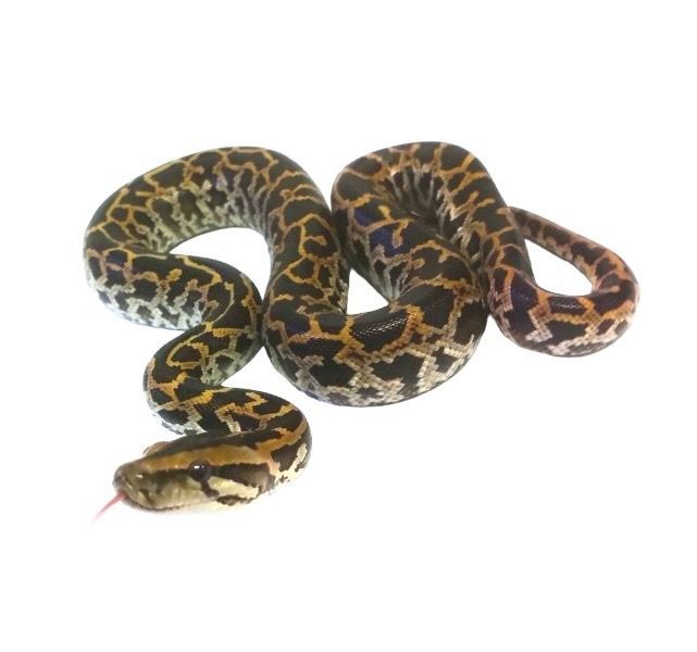 Burmanpyton Python bivittatus Burmese python