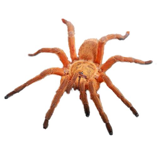 
Chilobrachys huahini
