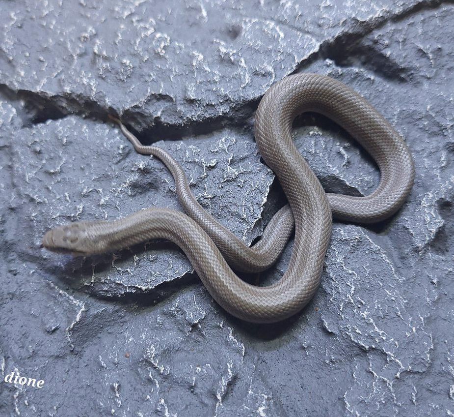 dionen rottakäärme elaphe dione