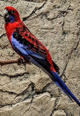 Platycercus elegans  Hinta: 235€ punarosella papukaija