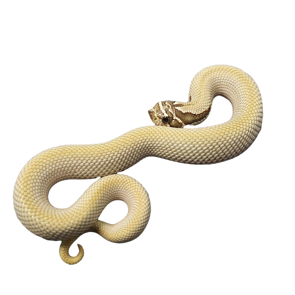 siankärsäkäärmeen hoito ohjeet poikasia myydään 