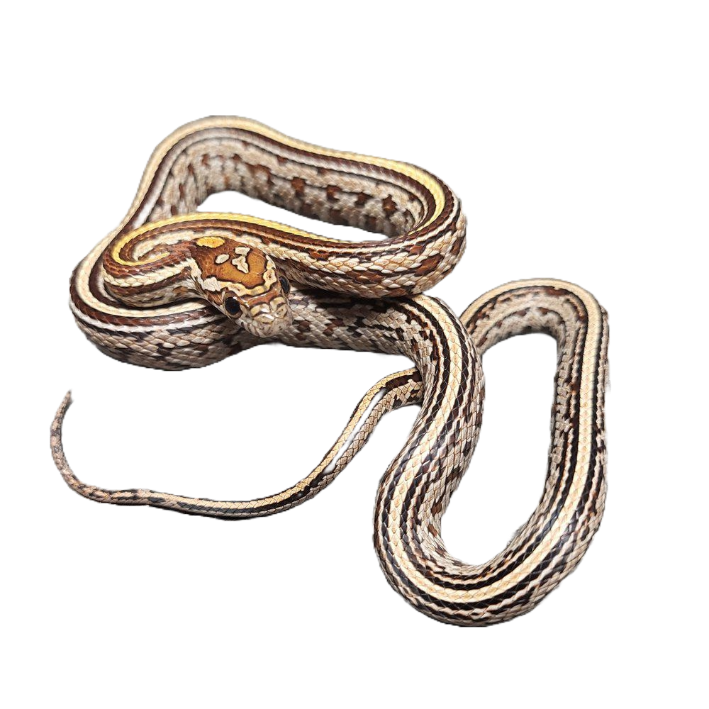 viljakäärmeen hoito-ohje terraariossa myydään viljakäärmeitä käärmeet 