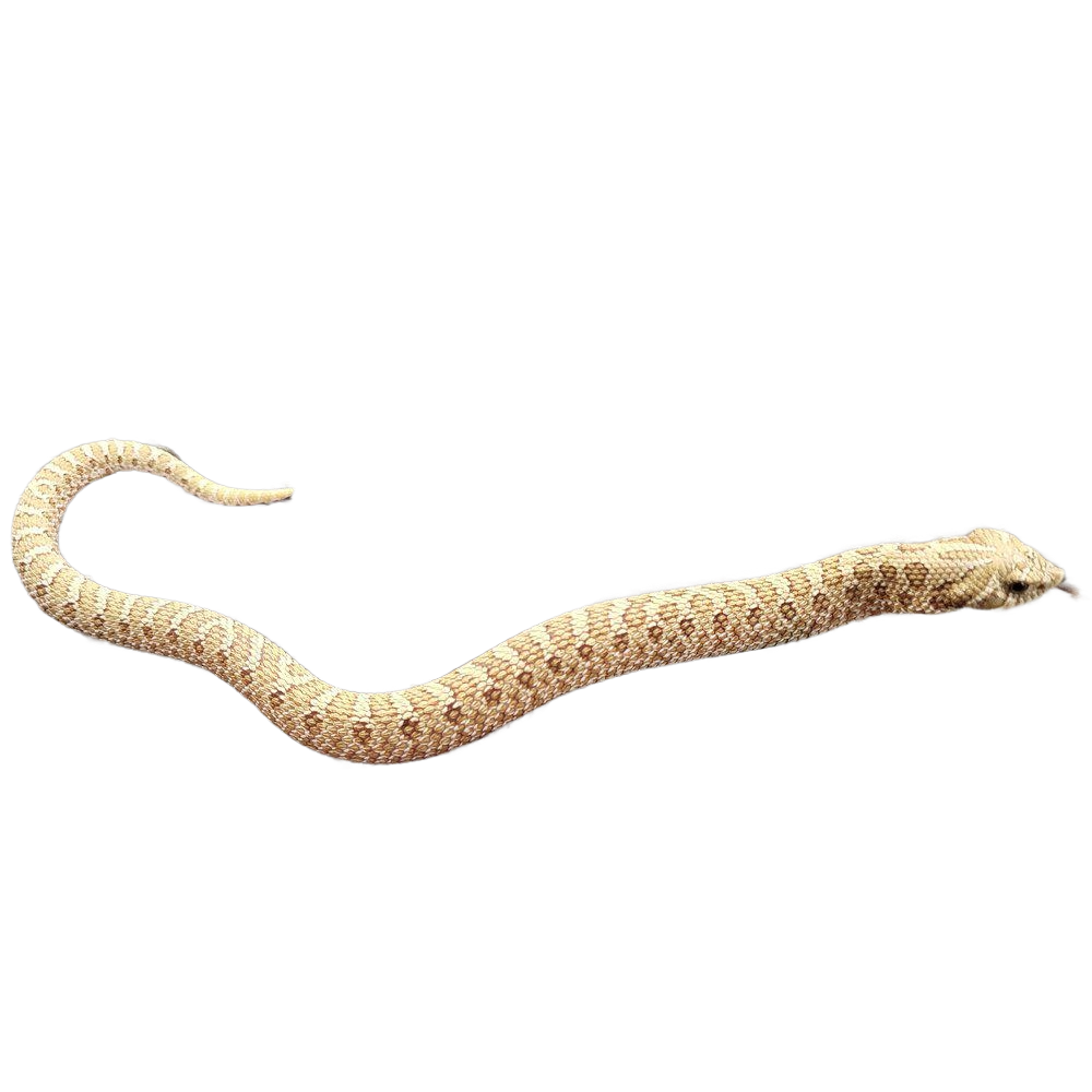 siankärsäkäärme toffee belly