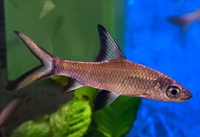 haibarbi akvaarioliike akvaariokauppa