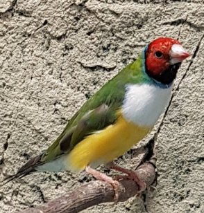 harlekiinipeippo uros Erythrura gouldiae