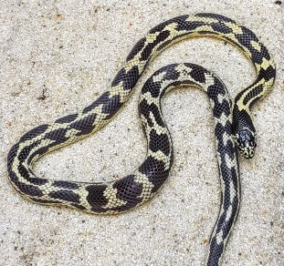 Lampropeltis californiae kalifornian kuningaskäärme