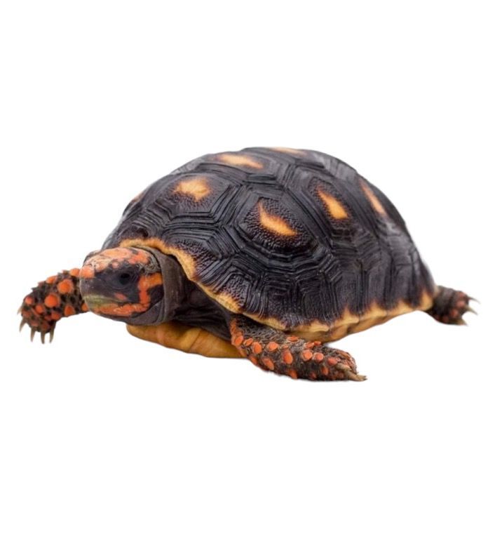 maakilpikonna hiilikilpikonna myynnissä porissa kilpikonna kilppari 