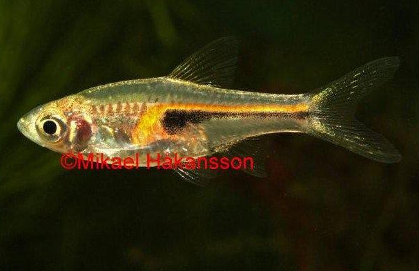 hohtokiilakylki akvaariokala