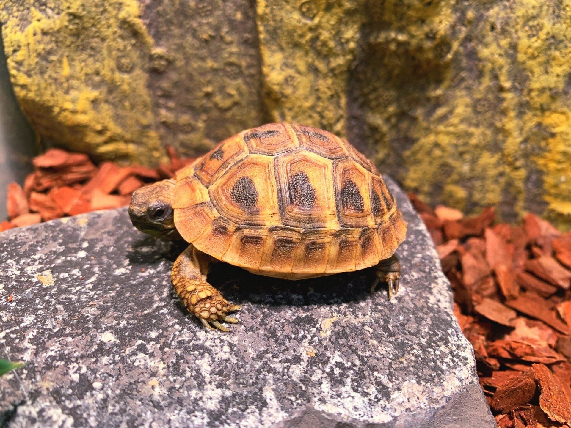 Kreikankilpikonna Testudo hermanni  Hinta pori maakilpikonna