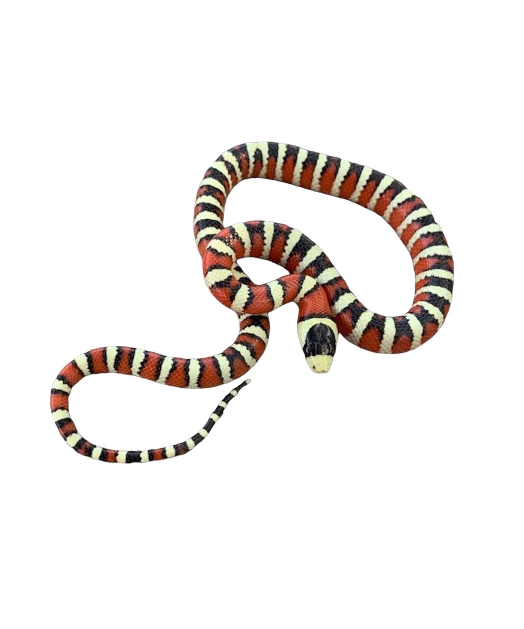 Lampropeltis pyromelana Arizona Mountain Kingsnake