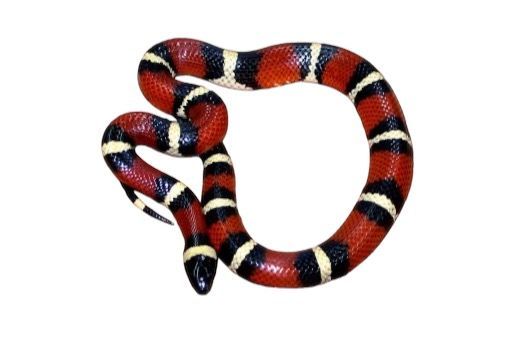 Sinaloanmaitokäärme Lampropeltis triangulum sinaloae  Hinta: 340€