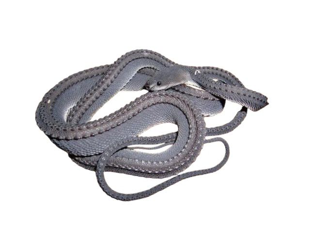 Xenodermus javanicus lohikäärmekäärme