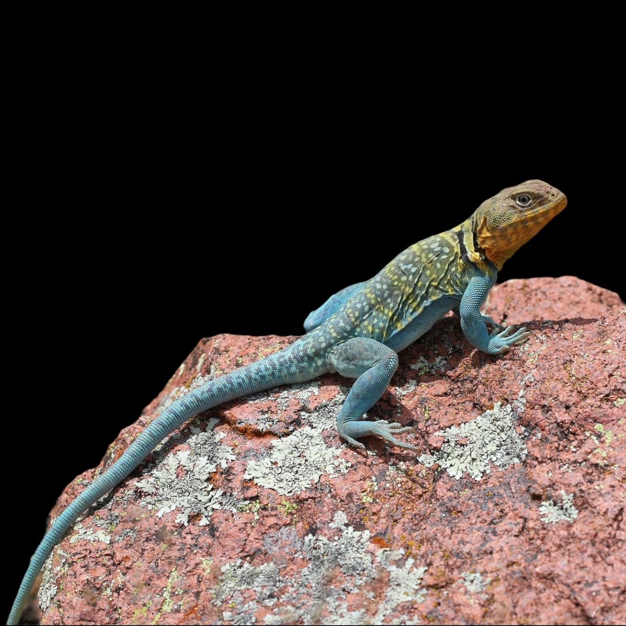 kaulusleguaani poikanen kasvattaja myydään