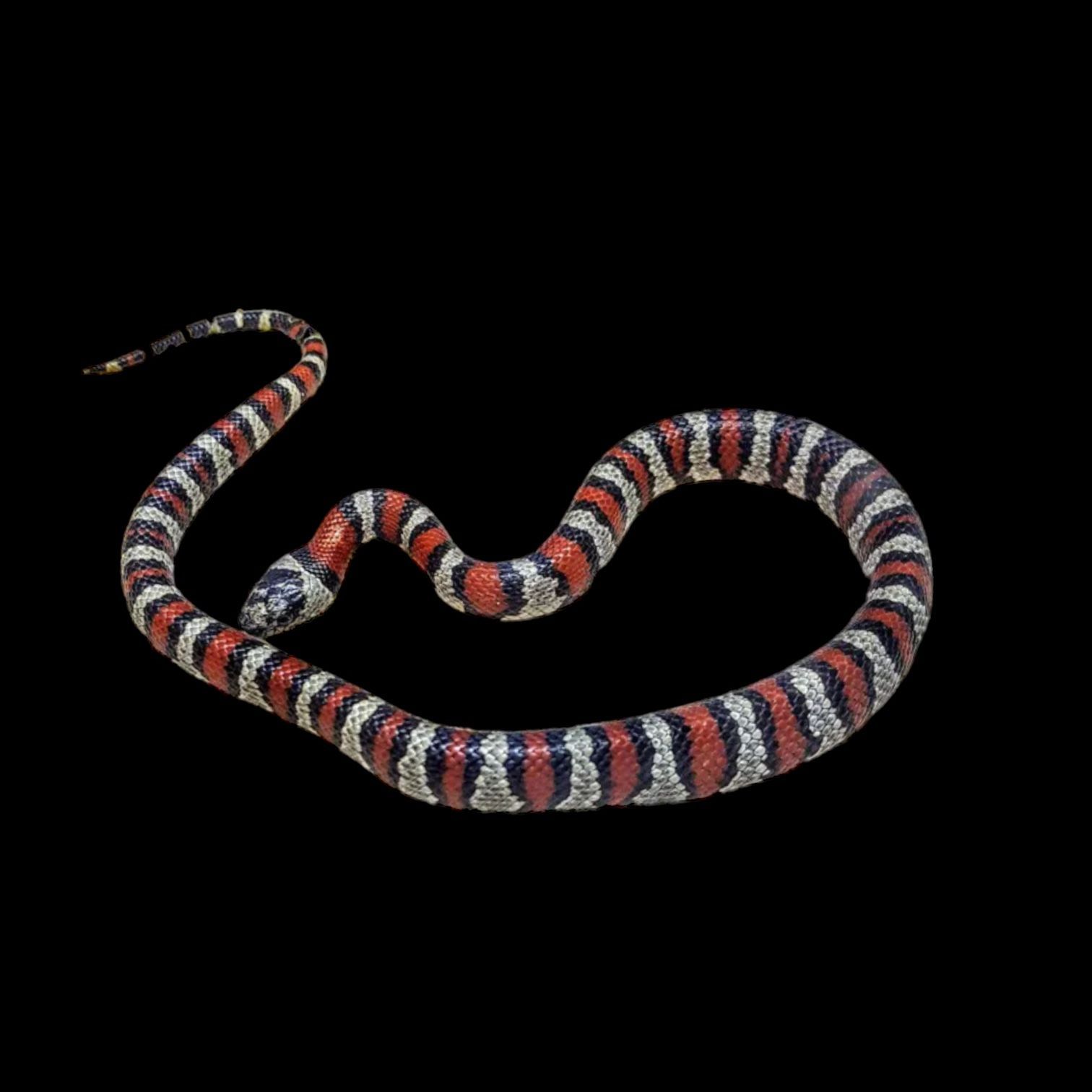 Lampropeltis mexicana greeri