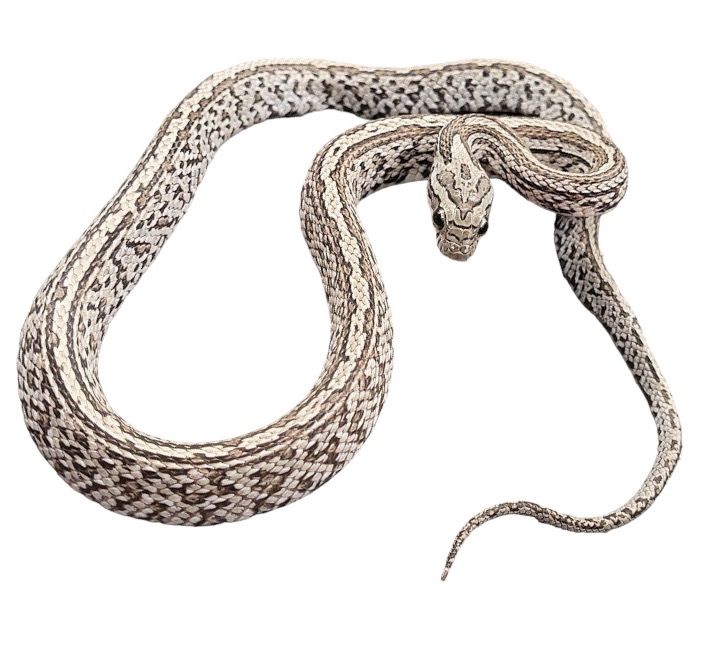 viljakäärme hoito-ohje värimuodot myydään poikasia 