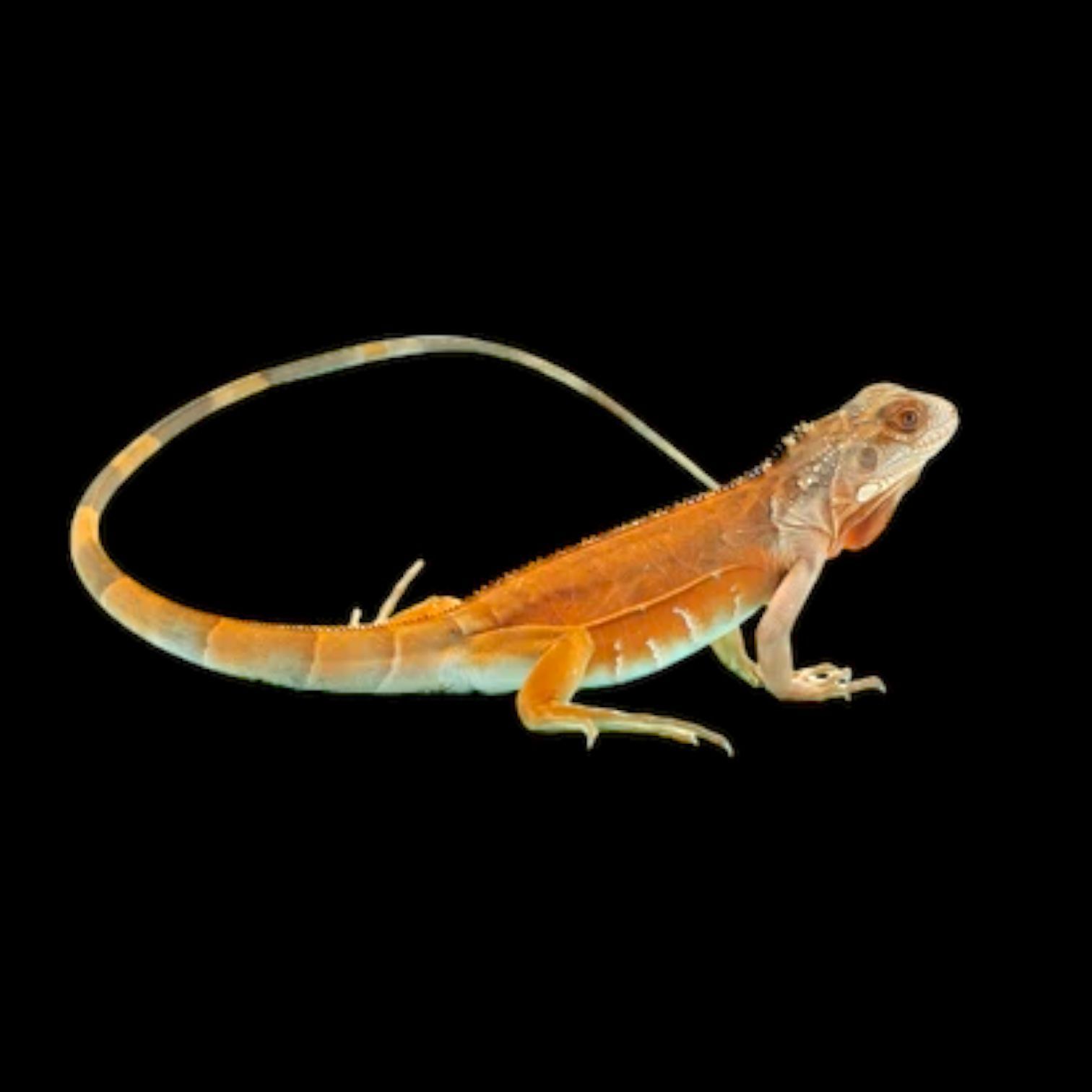 Iguana iguana iguaani poikanen myydään kasvattaja punainen hinta